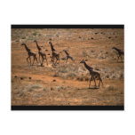 Giraffe Family Post Cards