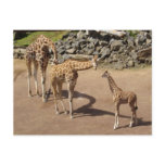 Giraffe Family