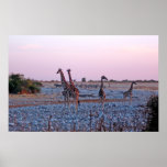 Giraffe Family Print