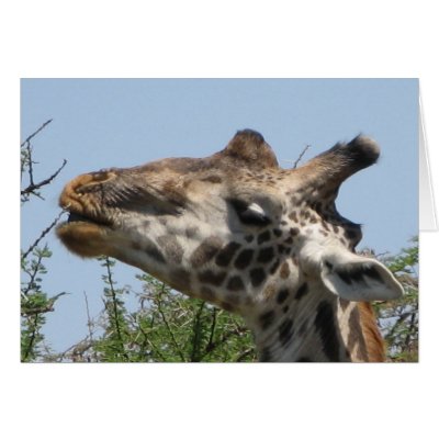 Giraffe Feeding Greeting Card by spuga2000