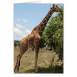 Giraffe Feeding Card