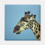Giraffe Fridge Magnet
