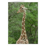 Giraffe Gentleness Greeting Card