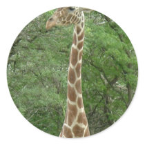 Giraffe Gentleness Round Sticker