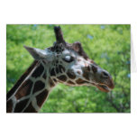 Giraffe Good Hair Day