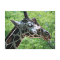 Giraffe Good Hair Day
