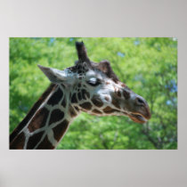 Giraffe Good Hair Day
