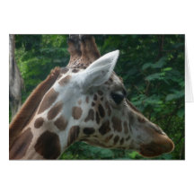Giraffe Greeting Card
