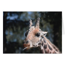 Giraffe Greeting Cards