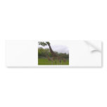 Giraffe group bumper stickers