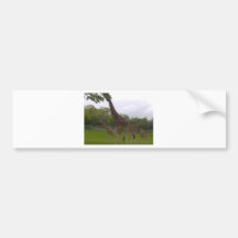 Giraffe group bumper sticker