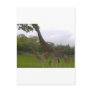 Giraffe group postcards