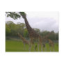 Giraffe group postcard