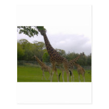 Giraffe group postcards