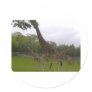 Giraffe group round sticker