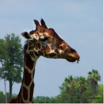 Giraffe head against blue sky photograph picture cut out