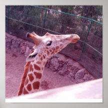 Giraffe head canvas poster