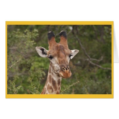 Giraffe head closeup greeting card by pshaw_photo