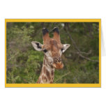 Giraffe head closeup cards
