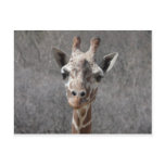 giraffe head front view post cards