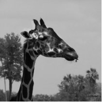 Giraffe head with plants and sky photograph photo cut outs