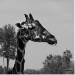 Giraffe head with plants and sky photograph photo sculptures