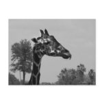 Giraffe head with plants and sky photograph postcard