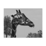 Giraffe head with plants and sky photograph postcard