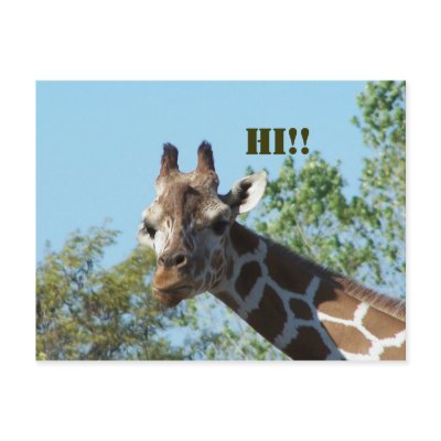 Giraffe, Hi!! Post Cards by KatAnnette