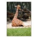 Giraffe Humor cards