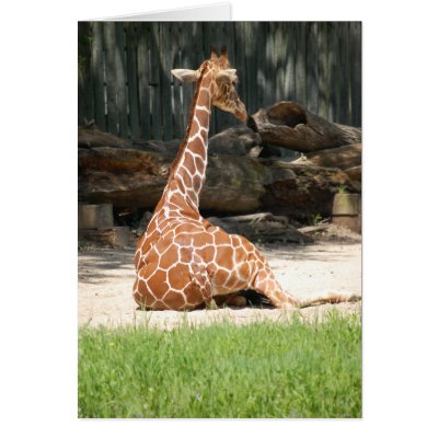 Giraffe Humour by Incatneato