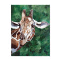 Giraffe I'm Up Here Postcard