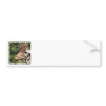 Giraffe Images Bumper Stickers bumper stickers