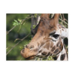 Giraffe Images Postcard