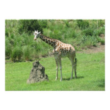 Giraffe invitations