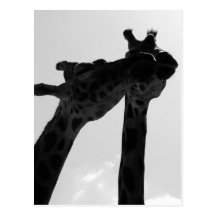 Giraffe Love Post Card