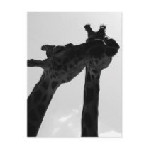 Giraffe Love Post Card