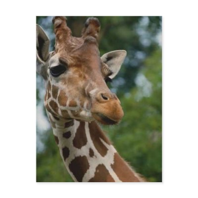 Giraffe Lovers Art Gifts Post Cards by WildByDezign