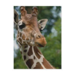Giraffe Lovers Art Gifts Post Cards