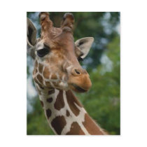 Giraffe Lovers Art Gifts Post Cards
