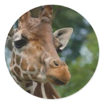 Giraffe Lovers Art Gifts Round Stickers