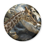 giraffe fridge magnet