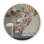 giraffe refrigerator magnet