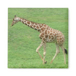 giraffe fridge magnet