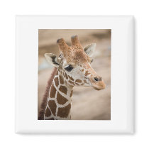 giraffe refrigerator magnets