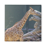 giraffe magnets
