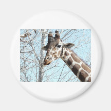 giraffe magnets
