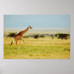 Giraffe Masai Mara, Kenya poster, print, picture
