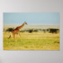 Giraffe Masai Mara, Kenya poster, print, picture