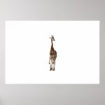 Giraffe Named Tip Top Print (Large)..!